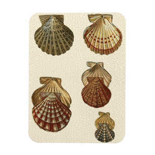 Crackled Antique Shells Magnet