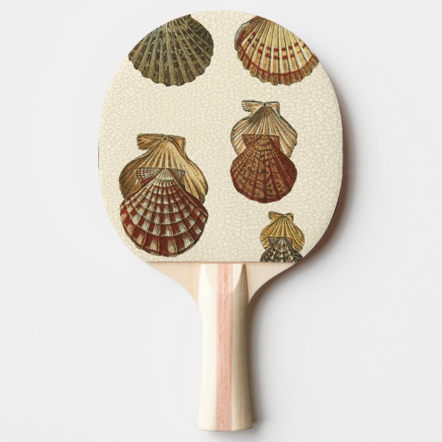 Crackled Antique Shells Ping-Pong Paddle (Front)