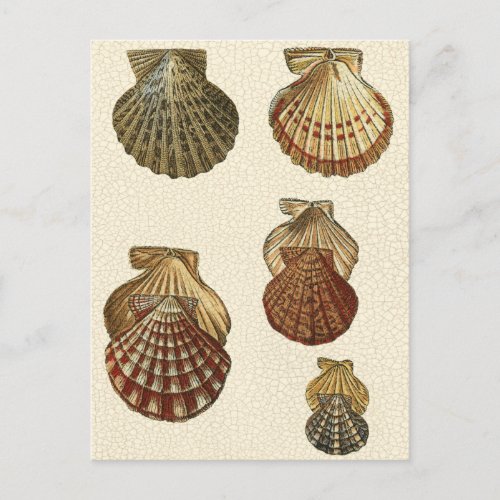 Crackled Antique Shells Postcard