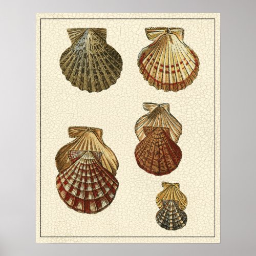 Crackled Antique Shells Poster