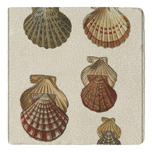Crackled Antique Shells Trivet (Front)