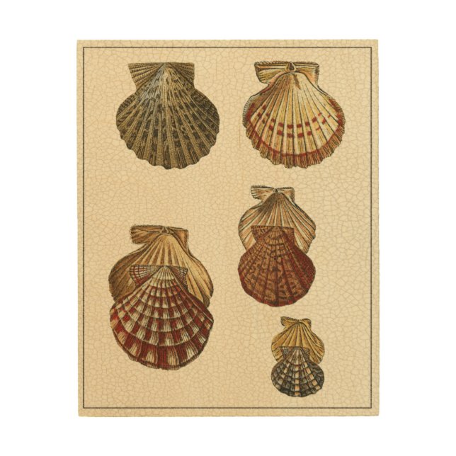Crackled Antique Shells Wood Wall Art (Front)