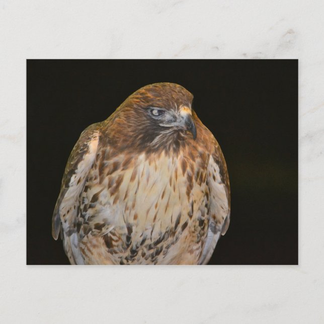 Crafty Hawk Postcard (Front)