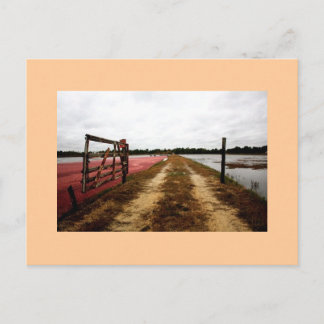 cranberries postcard