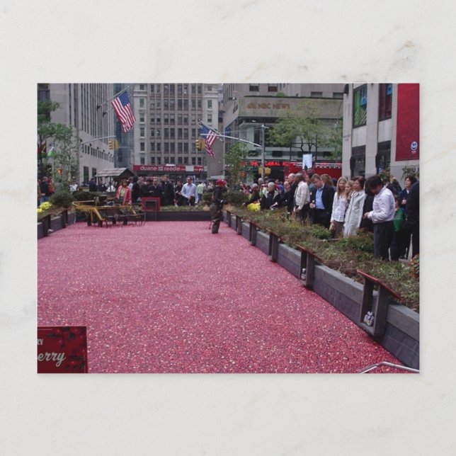 cranberry bog in the middle of NYC Postcard (Front)