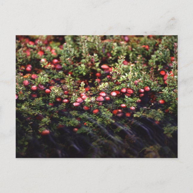 Cranberry Bog Postcard (Front)