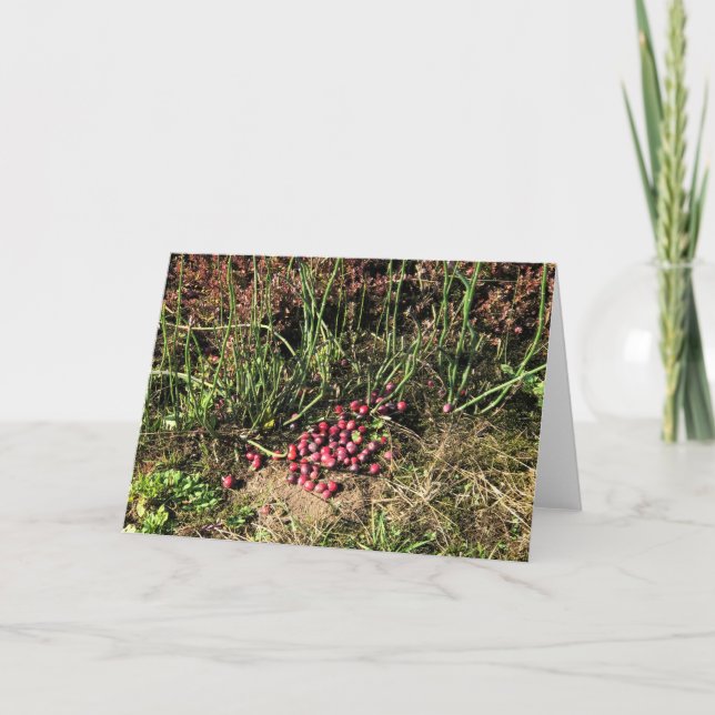 Cranberry Farm, Long Beach, Washington Card (Front)