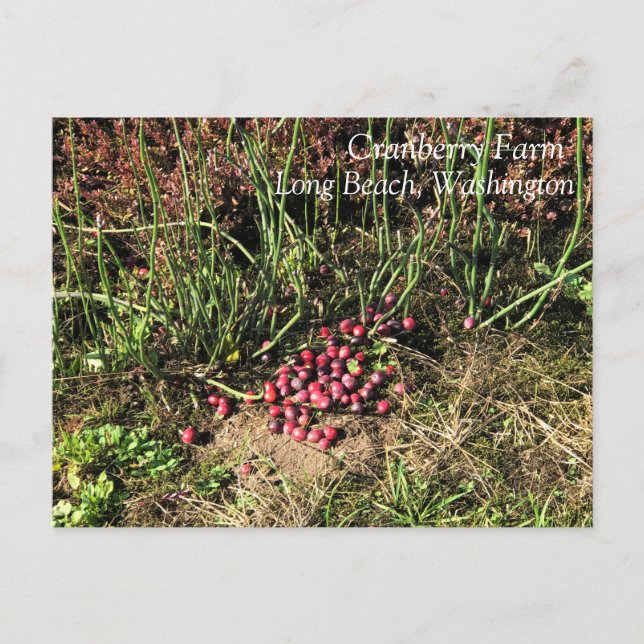 Cranberry Farm, Long Beach, Washington Postcard (Front)