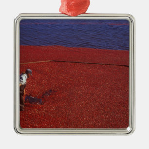 Cranberry Harvest, Middleboro, MA, USA Metal Ornament