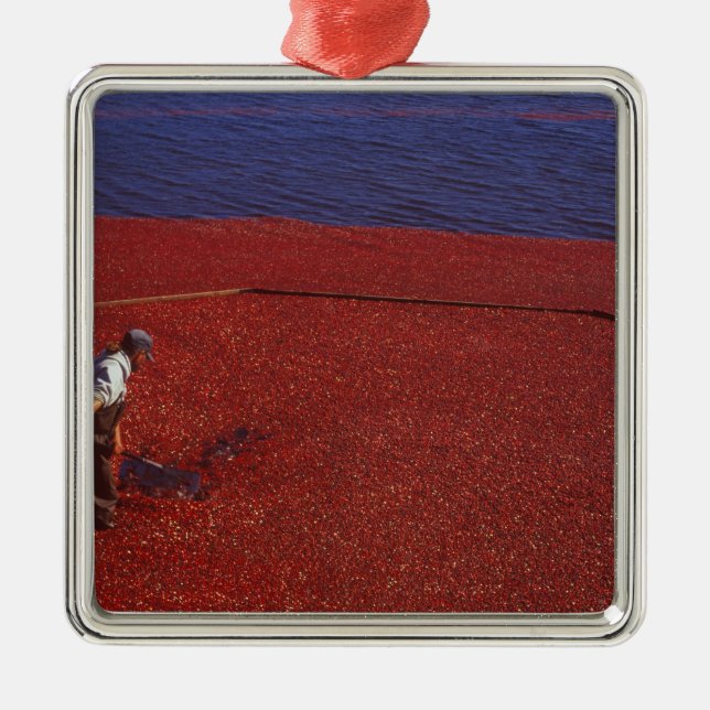 Cranberry Harvest, Middleboro, MA, USA Metal Ornament (Front)