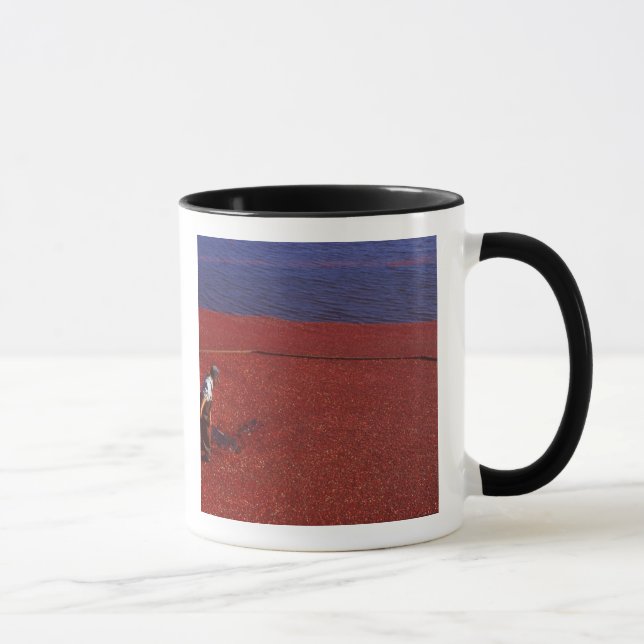 Cranberry Harvest, Middleboro, MA, USA Mug (Right)