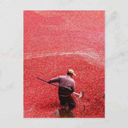 Cranberry harvesting postcard