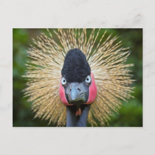 Crane bird portrait postcard (Front)