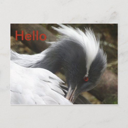 Crane Close up HELLO Postcard