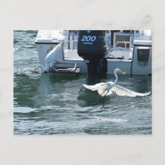 Crane fishing postcard