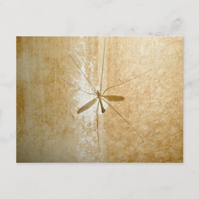 Crane Fly Postcard (Front)