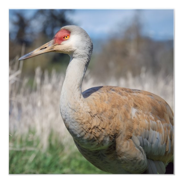 Crane View Photo Print (Front)