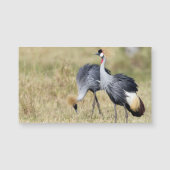 Cranes at Masai Mara (Front)