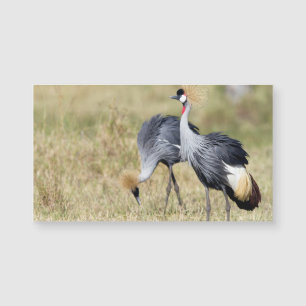 Cranes at Masai Mara