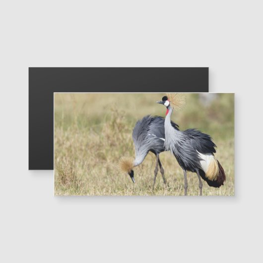 Cranes at Masai Mara (Front/Back)