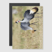 Cranes at Masai Mara (Front/Back)