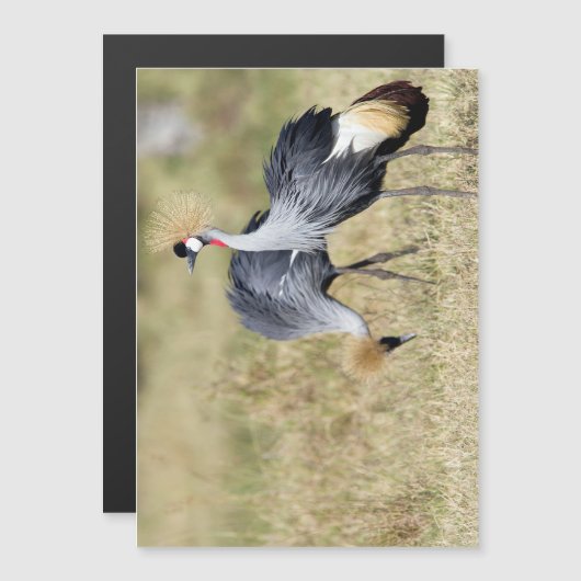 Cranes at Masai Mara (Front/Back)