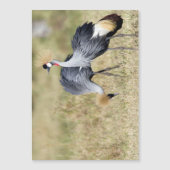 Cranes at Masai Mara (Front)