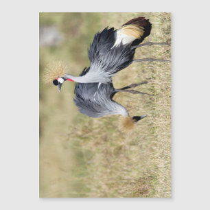 Cranes at Masai Mara