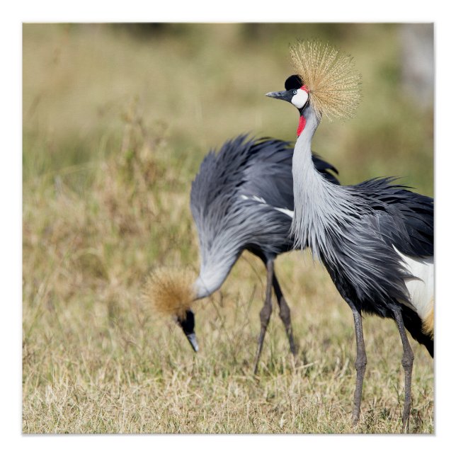 Cranes at Masai Mara Poster (Front)