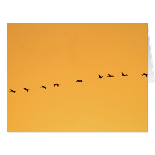 Cranes at sunrise cards (Front Horizontal)