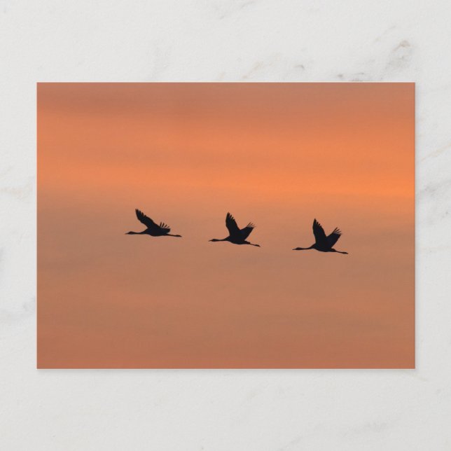 Cranes at sunrise postcard (Front)