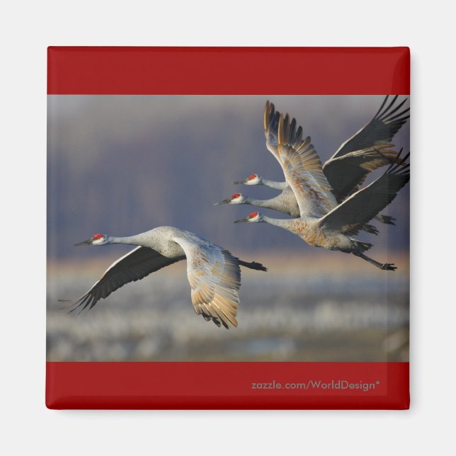 Cranes Magnet (Front)