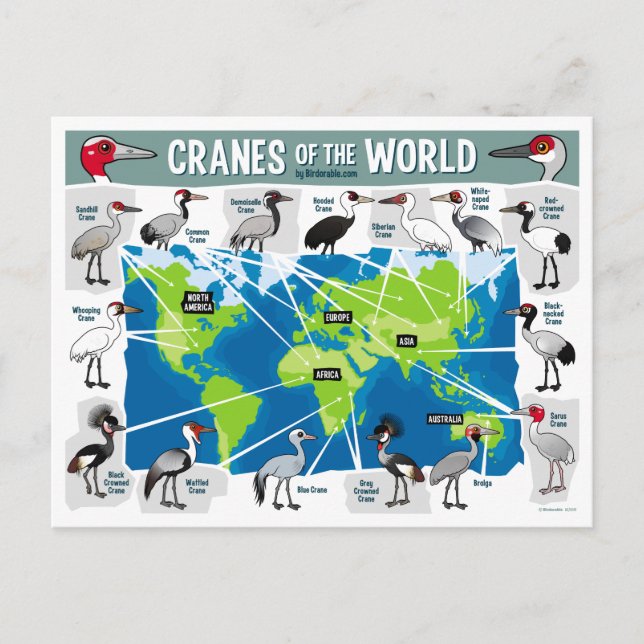 Cranes of the World Postcard (Front)