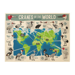 Cranes of the World Size 24