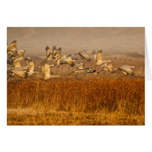 Cranes over golden field cards (Front Horizontal)
