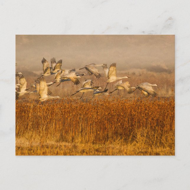 Cranes over Golden Field Postcard (Front)