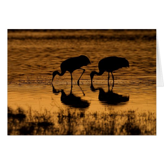 Cranes Silhouetted by the Sunset Cards (Front Horizontal)