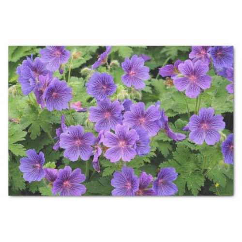 Cranesbill Geranium Tissue Paper