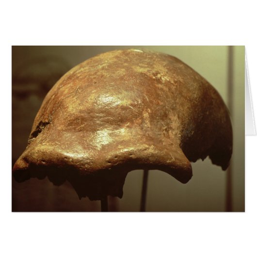 Cranium of a Neanderthal Cards (Front Horizontal)