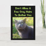 Cranky Cat Humorous Birthday Card at Zazzle