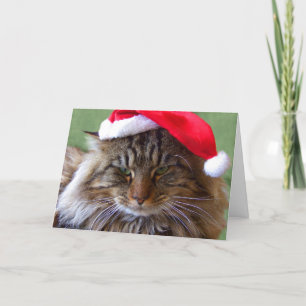 Cranky Christmas Cat Card