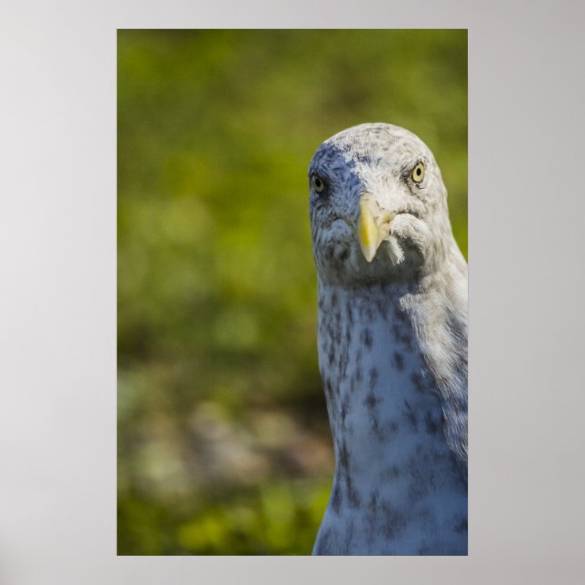 Cranky Old Seagull (Add Your Own Text) Poster (Front)
