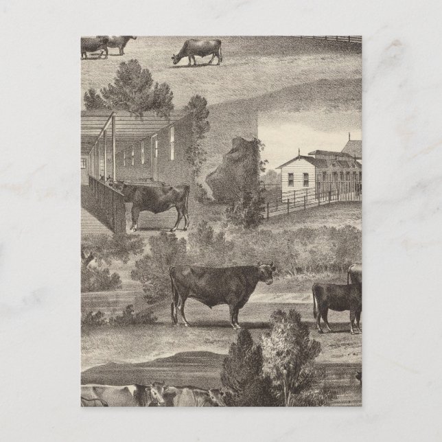 Cranmoor Farm, Toms River, NJ Postcard (Front)