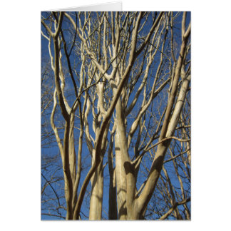 Crape Myrtle In Winter Cards