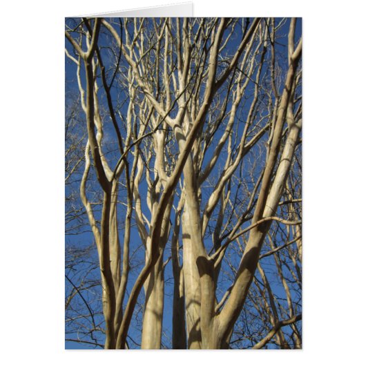 Crape Myrtle In Winter Cards (Front)