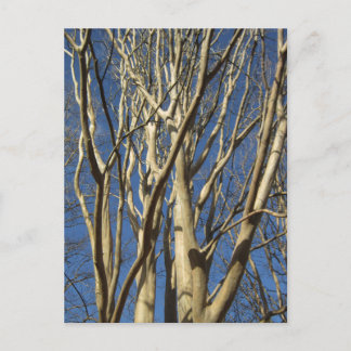 Crape Myrtle In Winter Postcard
