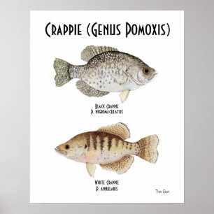 Crappie Poster