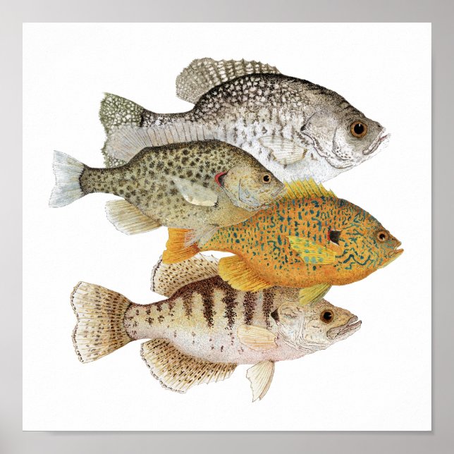 Crappies & Sunfish Poster (Front)