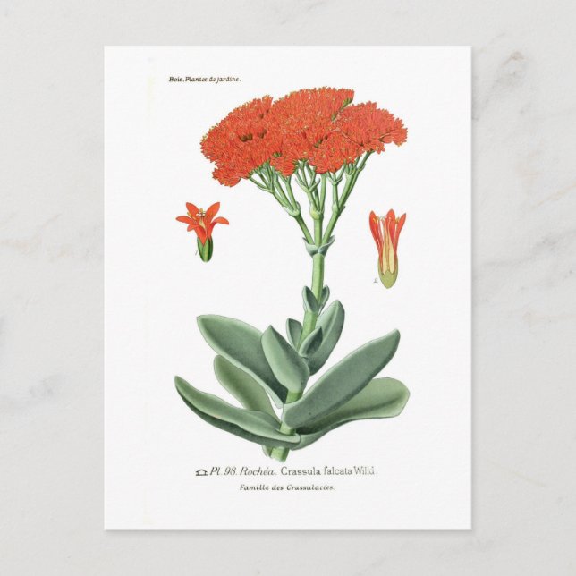 Crassula falcata postcard (Front)