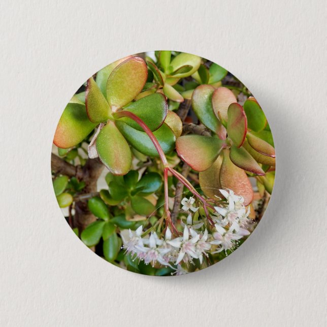 Crassula ovata Badge Button (Front)